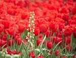 A Peaceful Escape: Stunning large photos from Longwood Gardens. Feast for the eyes. Photo tour of Longwood Gardens. Tips on how to take stunning Longwood photos