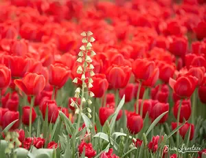 A Peaceful Escape: Stunning large photos from Longwood Gardens. Feast for the eyes. Photo tour of Longwood Gardens. Tips on how to take stunning Longwood photos