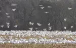 It's a rural area with a sparce population of people. That makes it great with many opportunities for shooting landscape photos in Salem County, New jersey