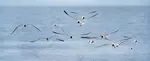 Best locations, camera settings, helpful tips, and sample photos. Advice on How to Succeed at Cape May Bird Photography