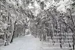 The images from The Traveling Photographer's excursions posted to "New Hampshire Travel Photos" show two contrasting experiences.