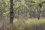 Unveiling the Hidden Beauty: A Photographer's Guide to the New Jersey Pine Barrens. How To Take Great Pine Barrens Photos. NJ Pinelands photography gallery