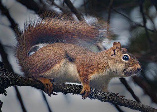 Acadia Squirrel