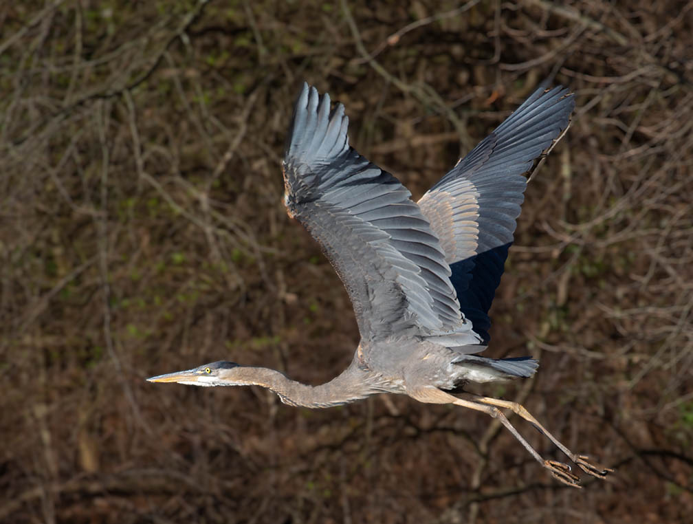 Blue Heron