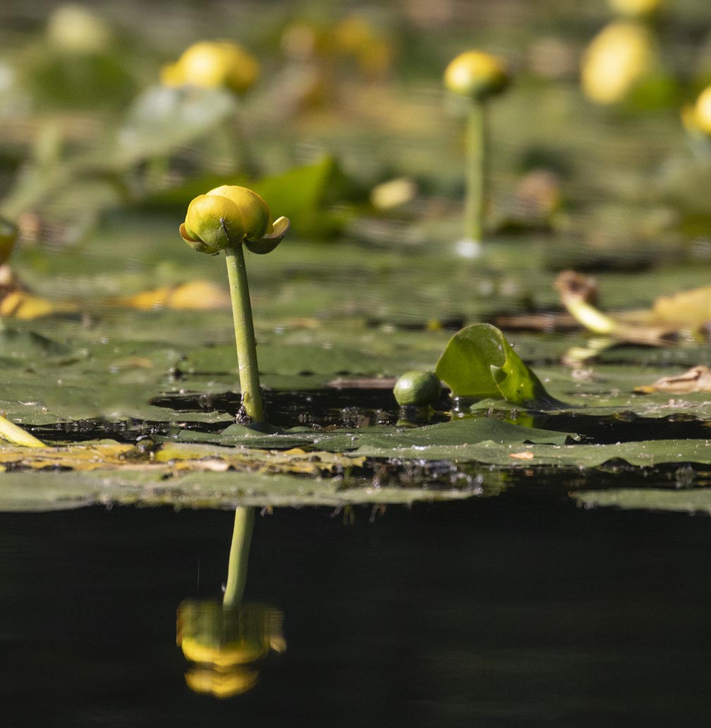 Pond Lily