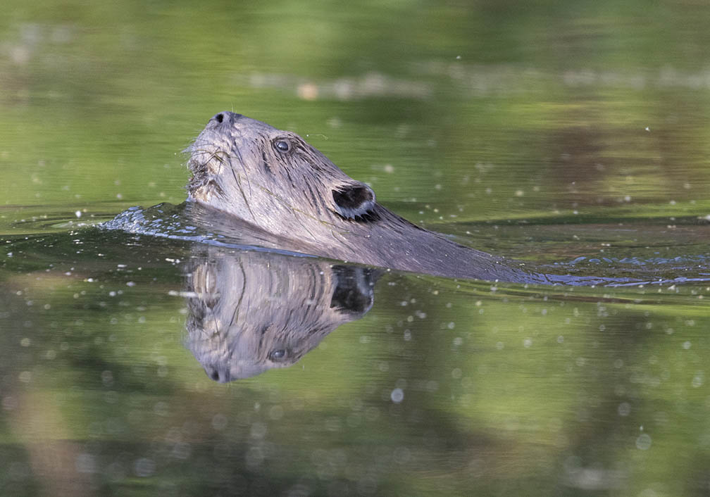 Alcyon Lake beaver - side view