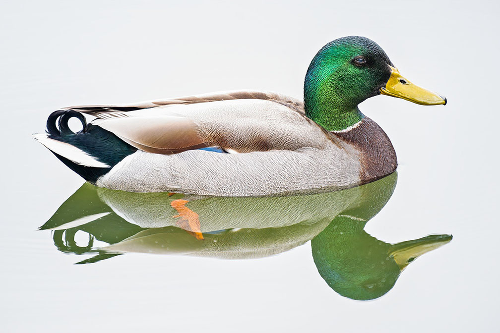 Alcyon Lake Mallard