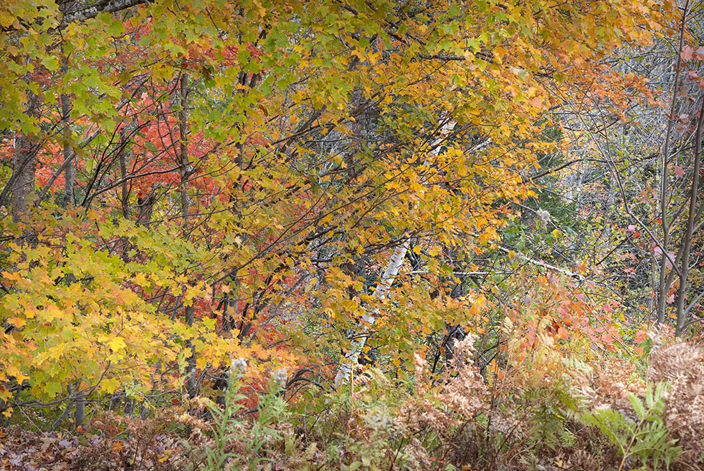 Abstract Fall Foliage on Bear Notch Road Bear Notch Rd. Scenic View 1