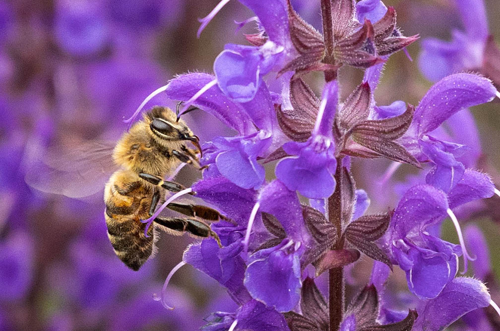 Links Bridge Vineyards