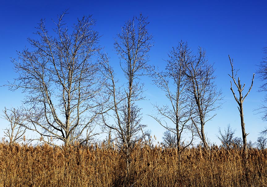 Bleak Beauty Stark Trees