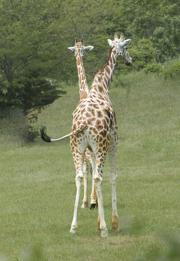 Two-headed giraffe at Cap May Zoo
