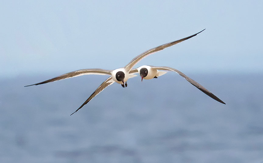 2 seagulls in flight