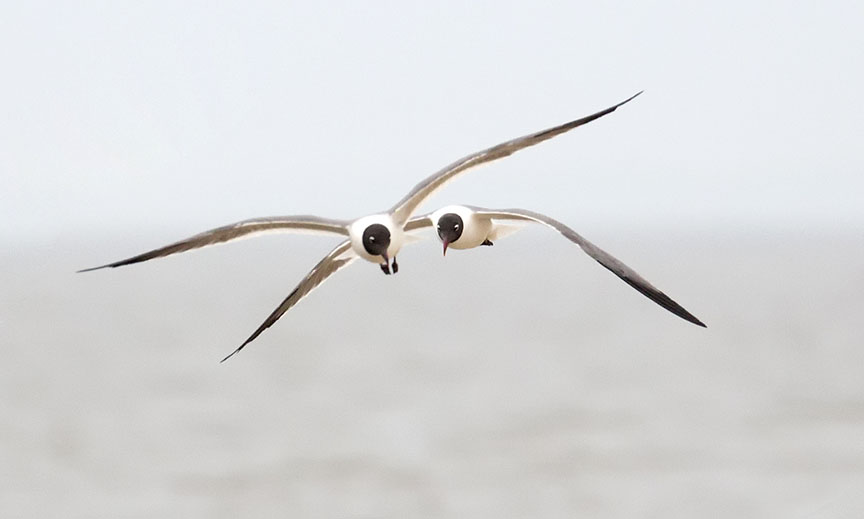 Seagull