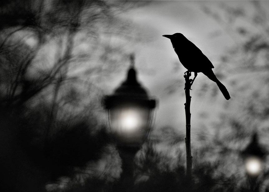 Cooper River Park bird in black and white