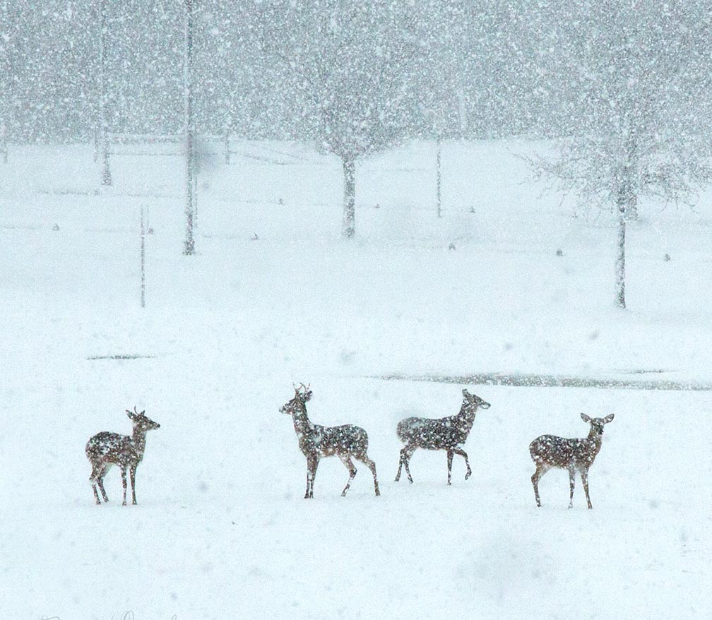 Deer playing in the snow