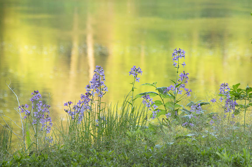 Delaware River Foliage