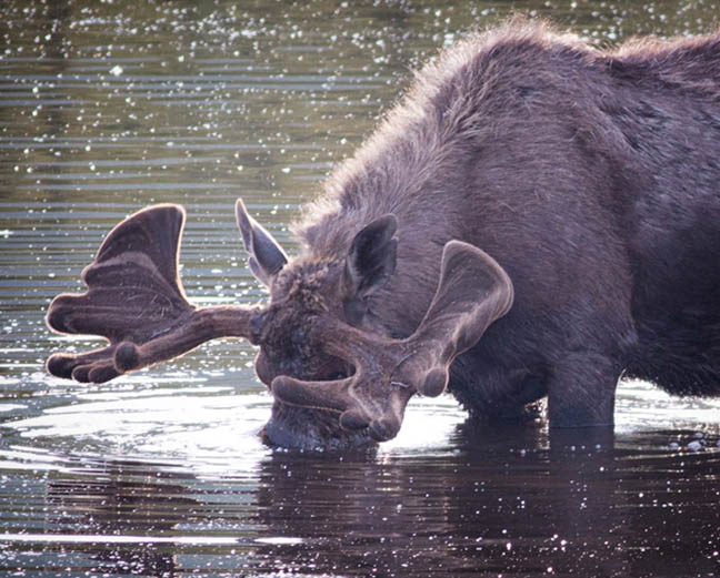 Denali, Alaska Wildlife Moose