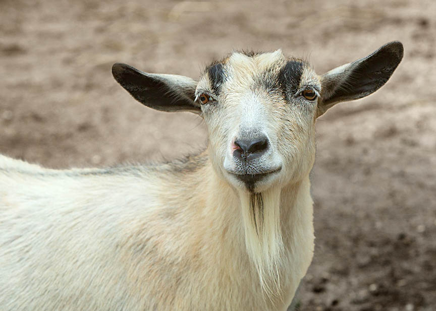 Dwarf Goat at Cape May Zoo