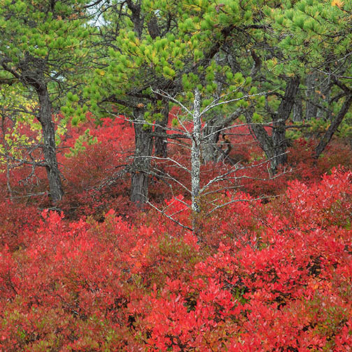 Red colors in Acadia