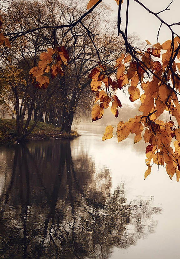 Fall leaves