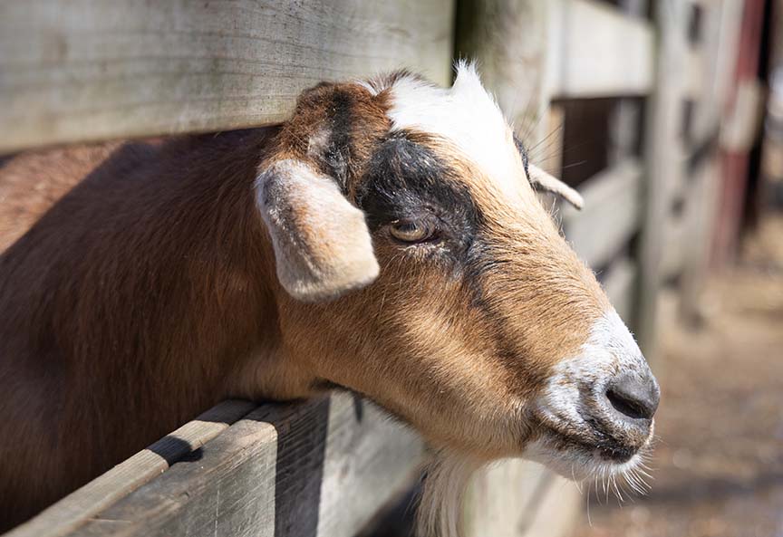 Goat at Funny Farm