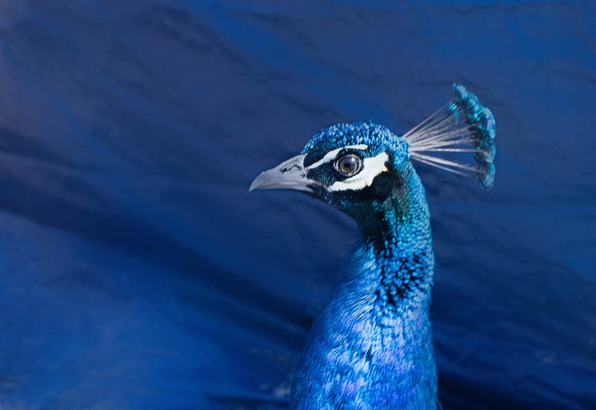 Peacock at Funny Farm