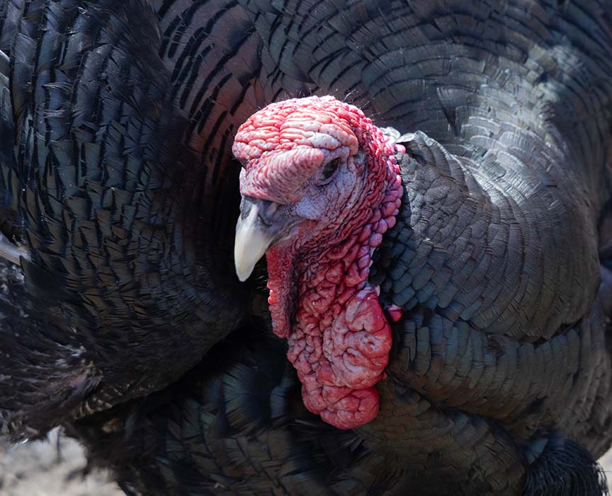 Turkey at Funny Farm