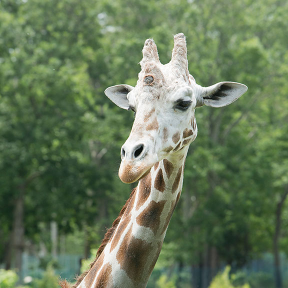 Giraffe Head Shot