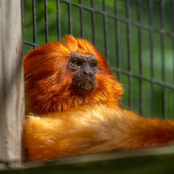 Golden Lion Tamarin