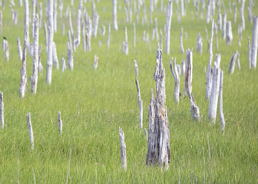 Thompson Beach Road tree remains