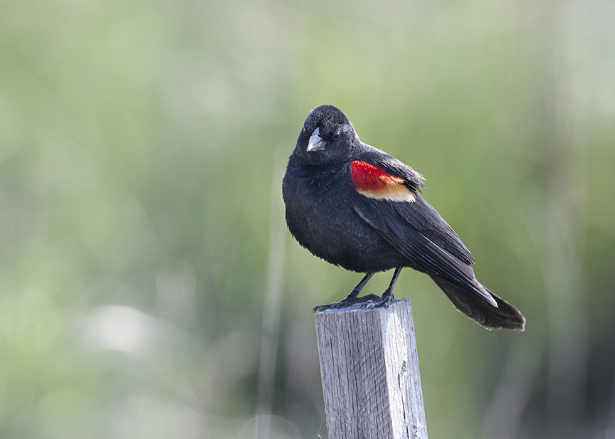 Red Winged Blackbird on Thompson Beach Road