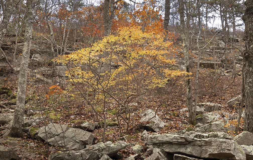 Appalachian Trail Tree at High Point, NJ