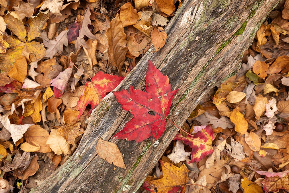 Appalachian Trail High Point NJ