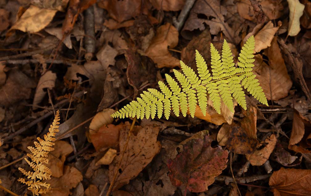 Jenny Jump Fern