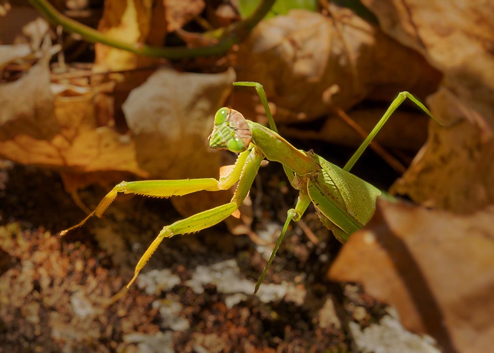 Praying Mantis at Ghost Lake