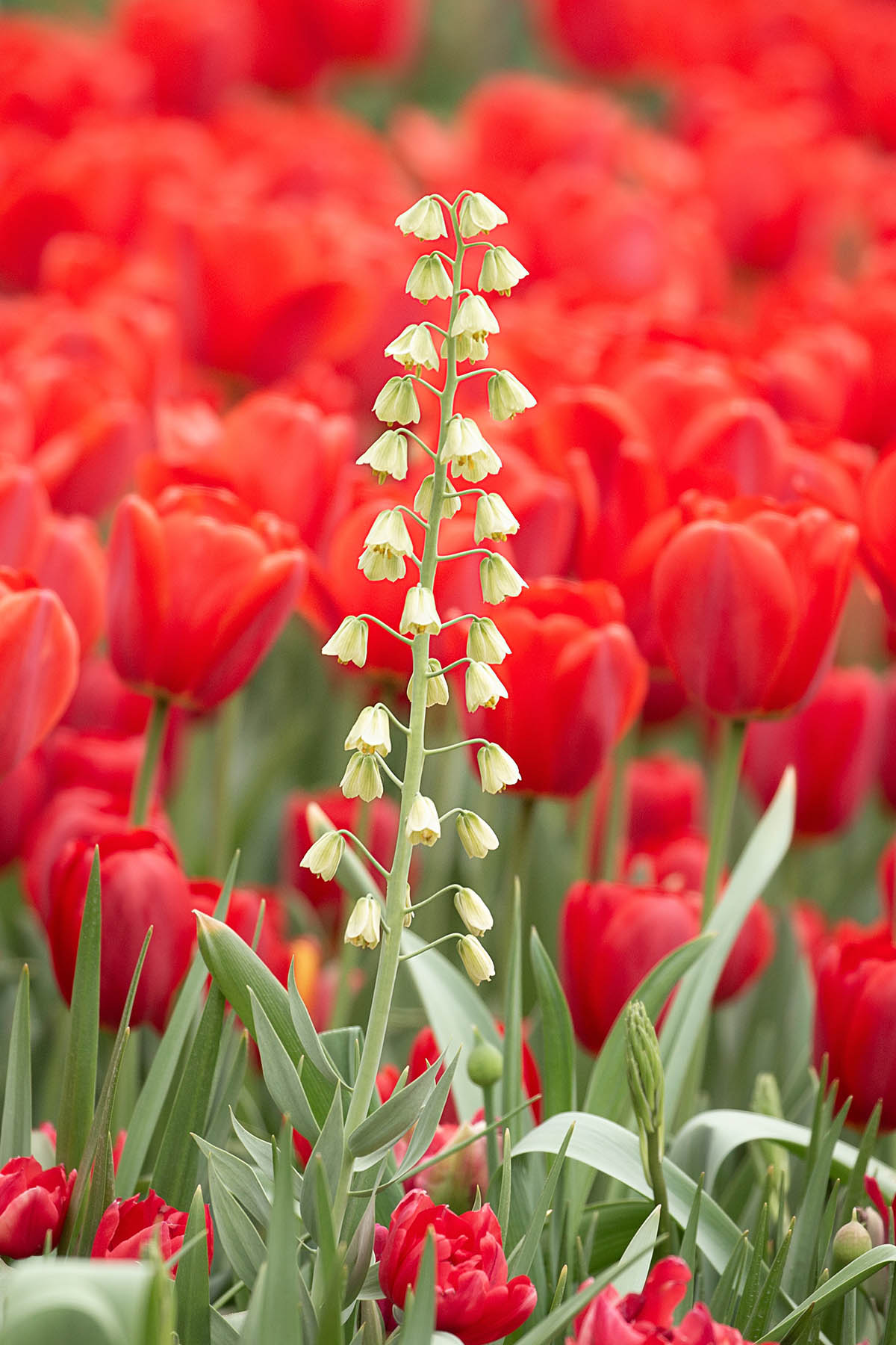Longwood Gardens Flowers-vertical