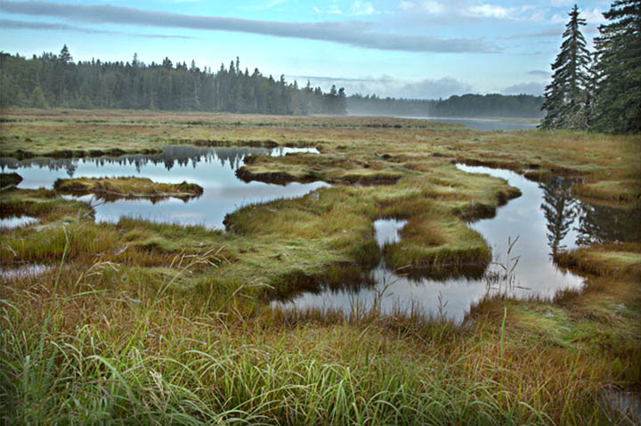 Acadia National Park Marsh
