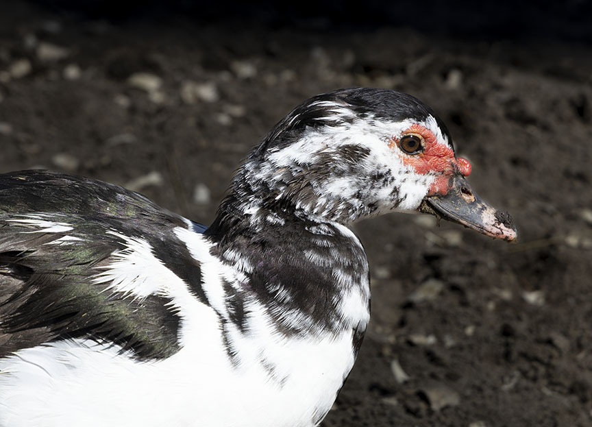 Muscovy Duck Portrait