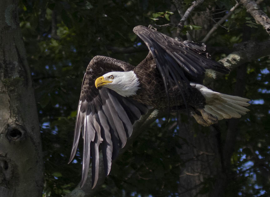 New Jersey Bald Eagle