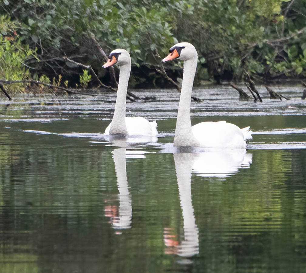 Mute Swans at Parvin State Park