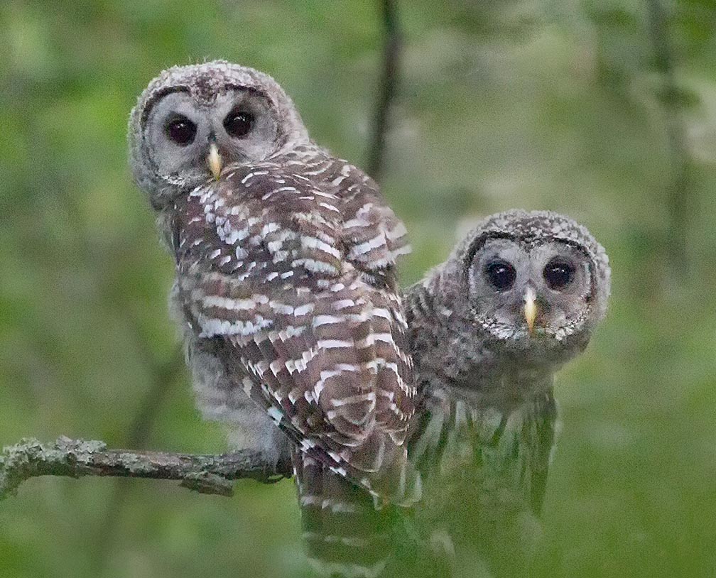 Pair of Barred Owls