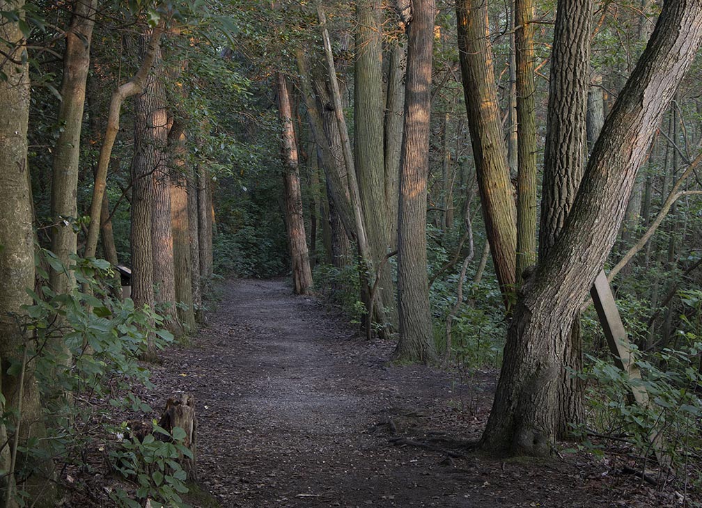 Hiking trail at Parvin State Park