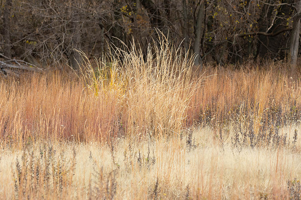 Petty Island Grasslands