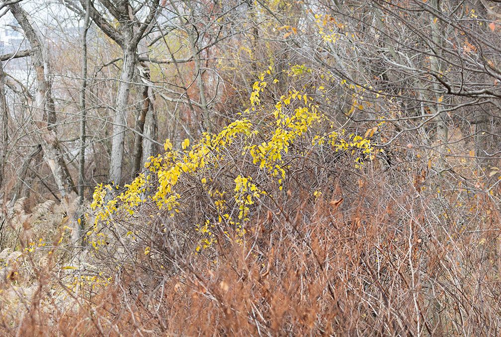 Petty Island Abstract Photograph