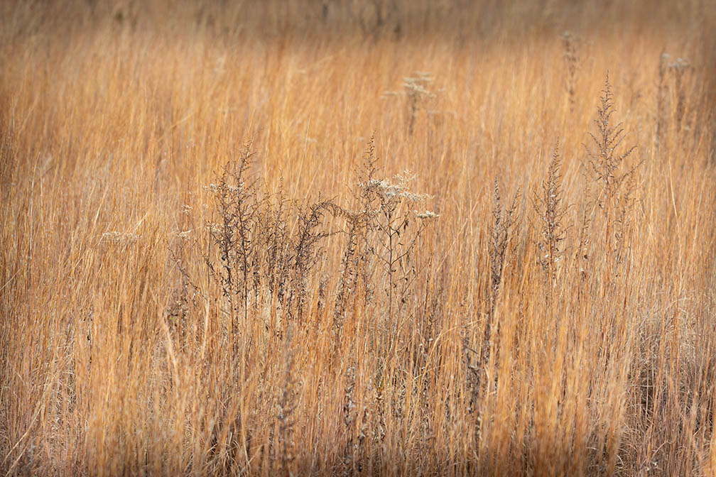 Petty Island Grass