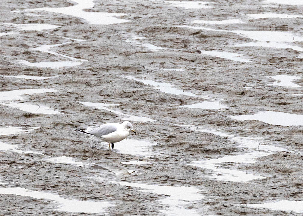 Petty Island Seagull
