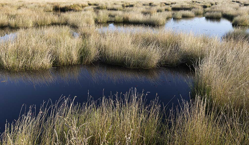 Franklin Parker Nature Preserve grasses