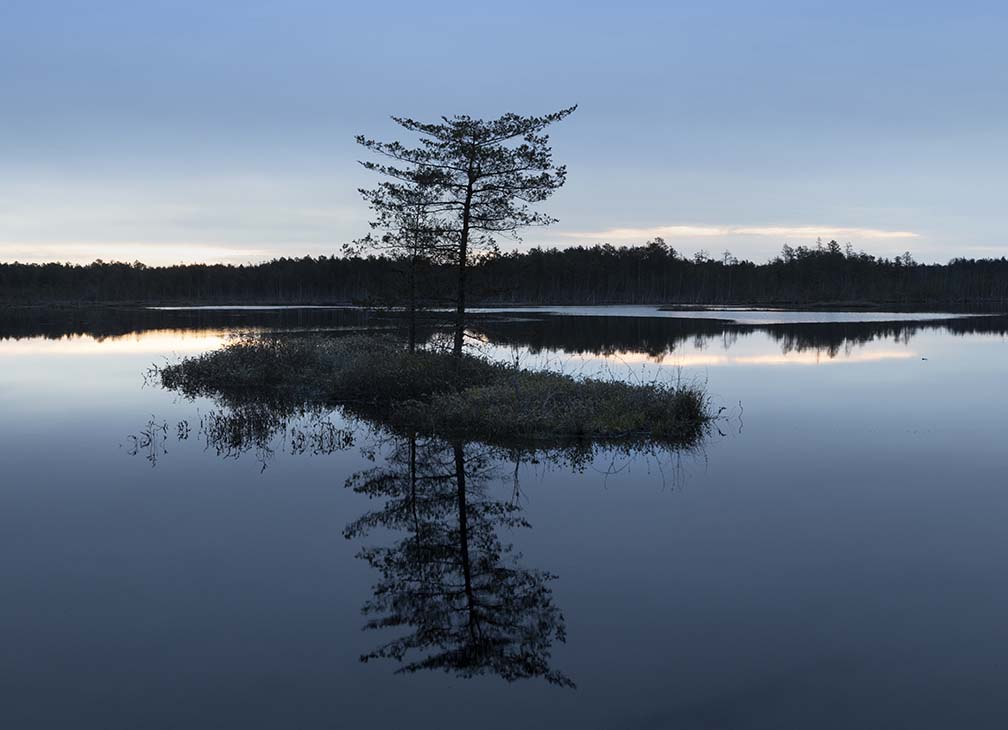 Pine Barrens Tree Reflection