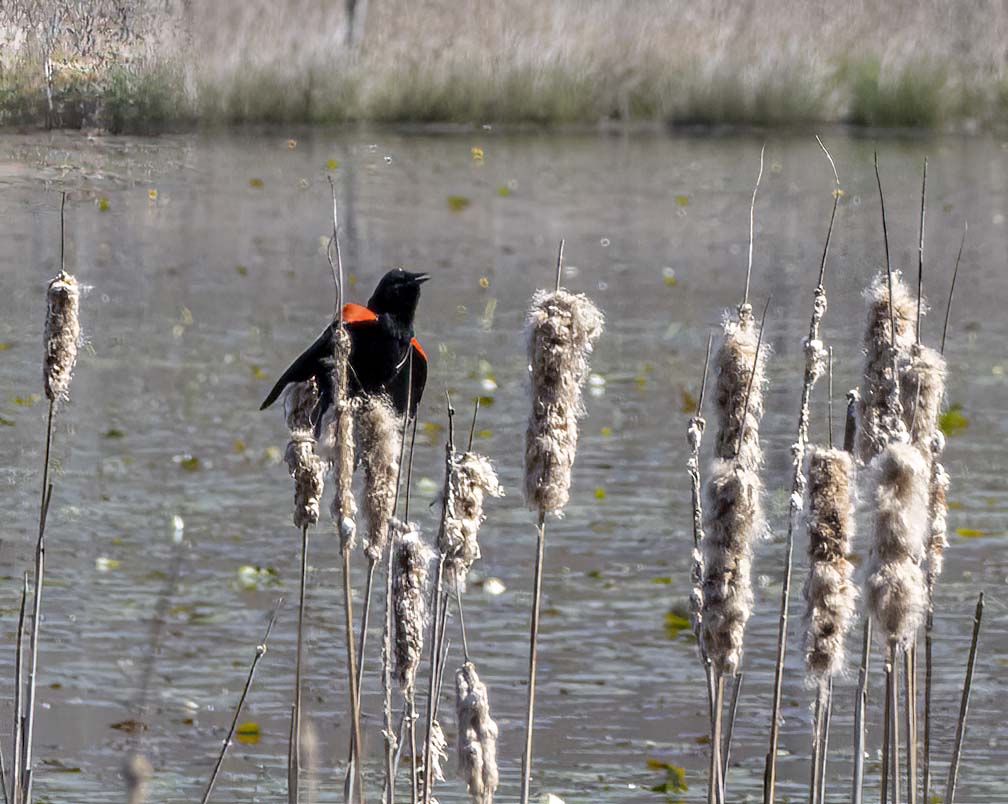 Piney Hollow - Red Winged Blackbird