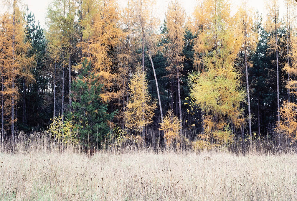 Whispering Woods